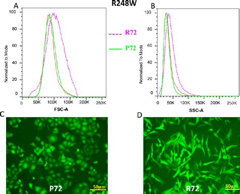 Figure From The P R Polymorphism In R Q W P Mutants Modifies The