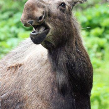 Enjoying A Meal In Homer 2023 Alaska Magazine Photo Contest Sponsored