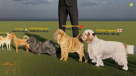 Dog Breed Chart Comparison