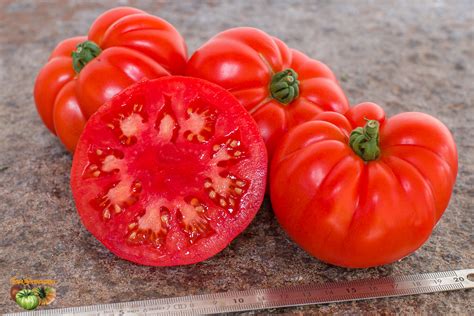 Tomate Tomato Tomaten Pomidor Super Marmande Marmande Super