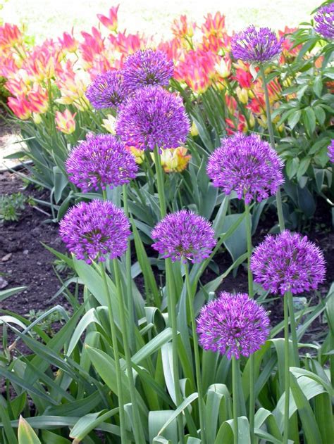 Allium Tall Purple Sensation Ornamental Onion From Adr Bulbs