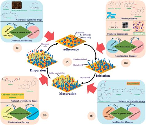 Different Approaches For Inhibiting The Mixed Biofilm Formation