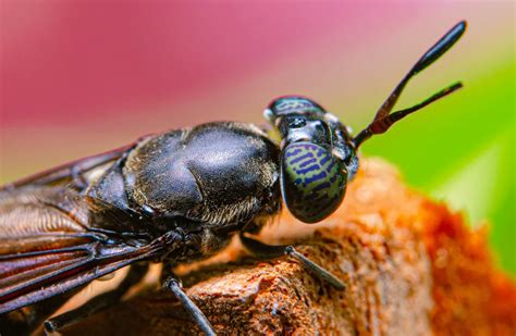 Qu Est Qui Attire Les Mouches Dans Une Maison Ventana Blog