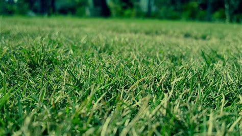 The Function Of Potassium In Lawn Fertilizers