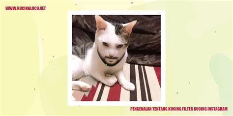 Filter Kucing Instagram Mendapatkan Foto Kucing Yang Menarik Kucing