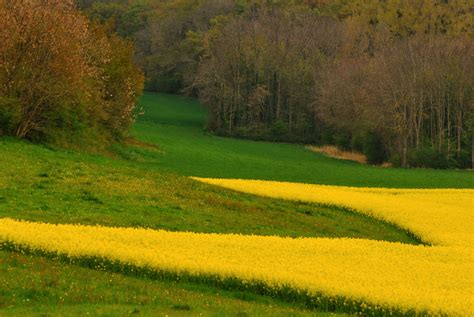 Papel De Parede Campo Amarelo Pastagem Natureza Prado