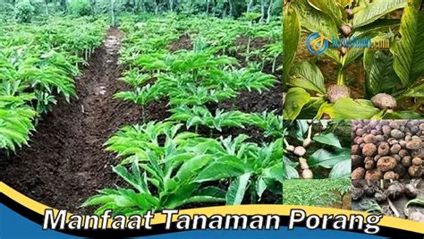 Temukan Manfaat Tanaman Porang Yang Jarang Diketahui