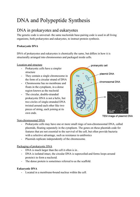 Solution Biology Module 5 3 Dna And Polypeptide Synthesis Studypool