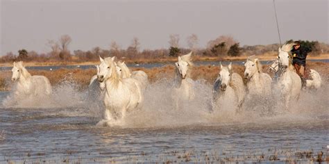 Le Camargue Des Camargues Au Galop Dans Leau Guidé Par Un Gardian