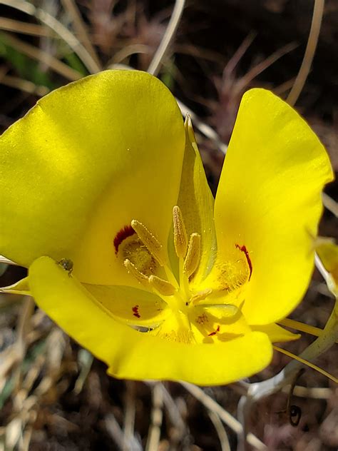 Petals And Sepals Photos Of Calochortus Aureus Liliaceae