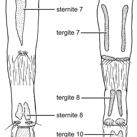 Callainireinwardtia Woodi Sp Nov Gen Nov Female Genitalia A Download Scientific