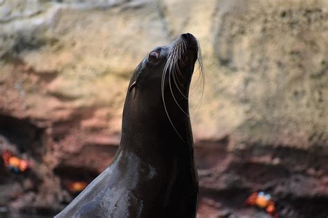 Seal Sea Lion Eye Free Photo On Pixabay Pixabay