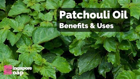 Patchouli Essential Oil Benefits Uses Singapore Soap Supplies