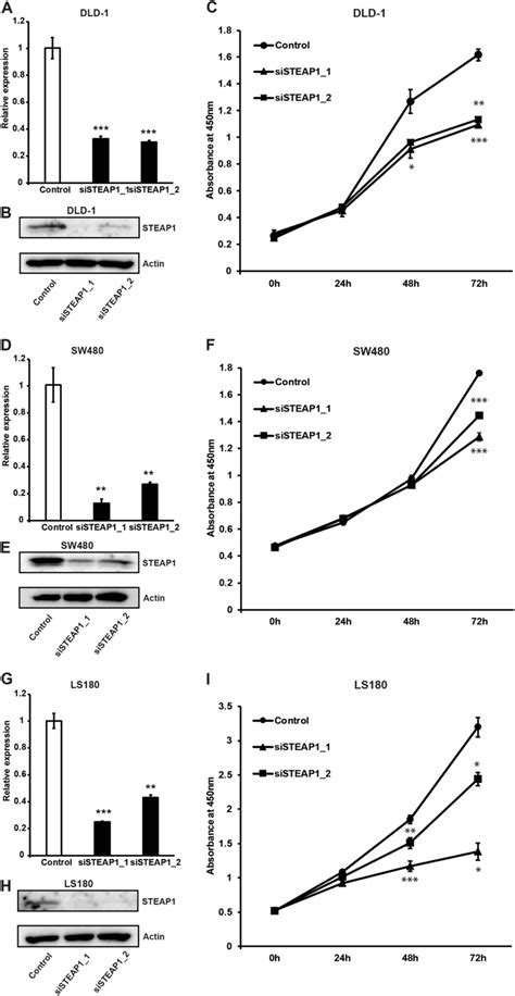 Steap1 Silencing Leads To Cell Growth Inhibition In Crc Cell Lines A