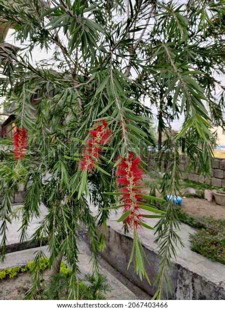 Melaleuca Viminalis Weeping Bottlebrush Creek Bottlebrush Stock Photo