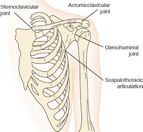 Upper Extremity Anatomy Note Cards Exam 2 Prep Flashcards Quizlet