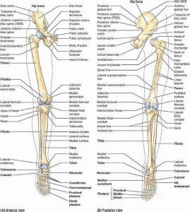 Pictures Of Bones Of The Lower Extremities