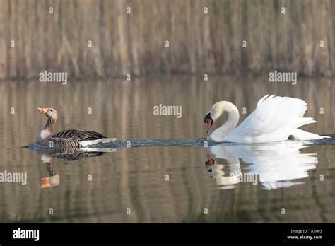 Goose And Swan Hi Res Stock Photography And Images Alamy