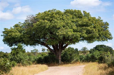 9 Incredible Trees Native to South Africa - A-Z Animals