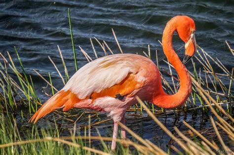 galapagos greater flamingos : Ecuador and Galapagos