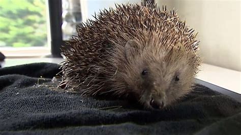 Hedgehog Rescued From Drain In Ivybridge Bbc News