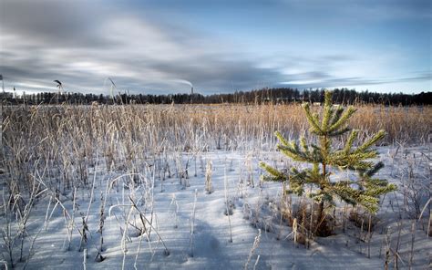 🔥 [50+] Snowy Fields Wallpapers | WallpaperSafari