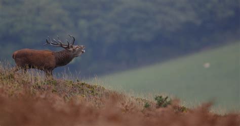 Wildlife In Cornwall Red Deer Stag S Exmoor Cervus Elaphus