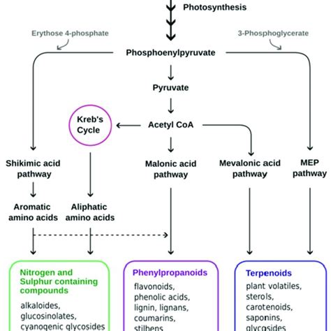 Schematic Representation Of Biosynthesis Of Secondary Metabolites