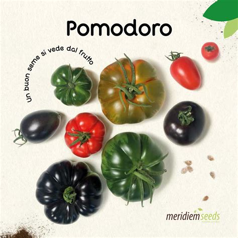 Pomodoro Meridiem Seeds 2022 By Meridiem Seeds Issuu