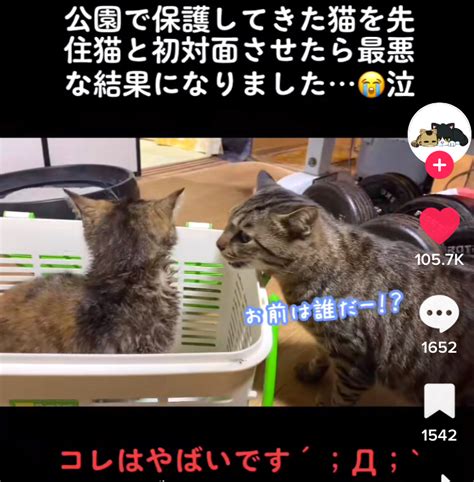 先住猫受け入れサイン！新入り猫や保護猫を迎える時の秘訣♪威嚇を避ける方法！ 猫の行動パターンを探ろう！