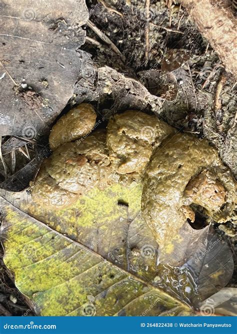 Canine Poops Defecated On Ground Floor.show Texture And Shape Of