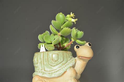 Super Cute Super Cute Succulents Background, Flowering, Green Plants ...