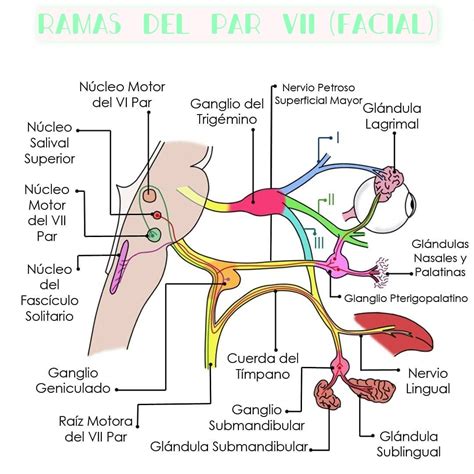 Ramas Del S Ptimo Par Nervio Facial Este Nervio Tiene Funciones