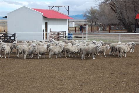 Sheep Field Patagonia - Free photo on Pixabay - Pixabay