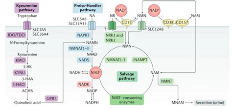 How Do Nad Precursors Get Incorporated Into Cells