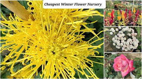 Must Watch Cheapest Winter Flower Nursery Chakdaha Nadia Merry