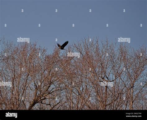 Bald Eagle Migration Through The Loess Bluffs National Wildlife Refuge