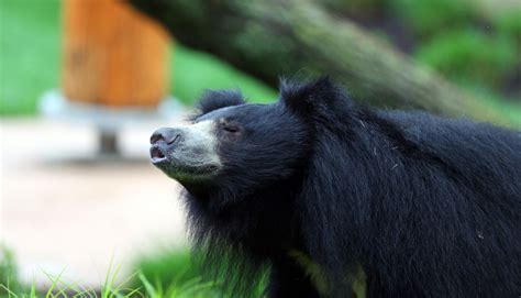 Add Cleveland Zoo’s new $8.5M bear habitat to these other major ...