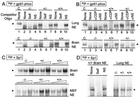 C Mutant Cdp Cux Does Not Retain Dna Binding Activity A And B Emsa