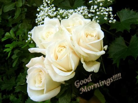 Sending White Roses On Morning Good Morning Wishes Images