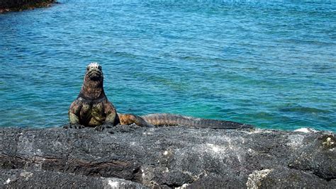 Fernandina Island Galapagos Highlights Wildlife Visitor Sites Weather