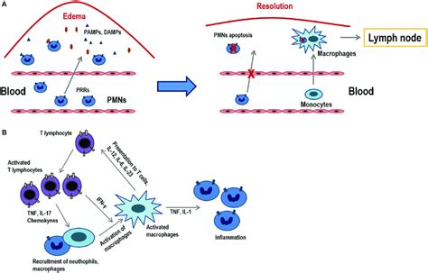 Acute Inflammation Vs Chronic Inflammation A The Onset Of Acute Download Scientific