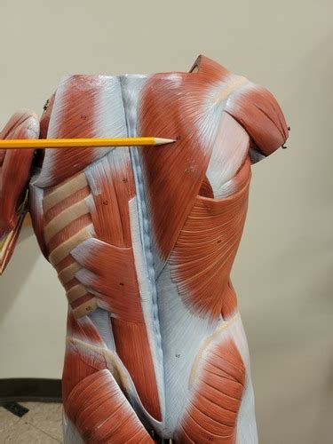 Muscles Of Back Shoulder Chest And Abdomen Flashcards Quizlet