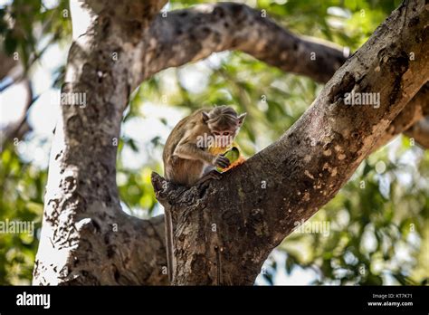 Monkey Eating a Fruit Stock Photo - Alamy