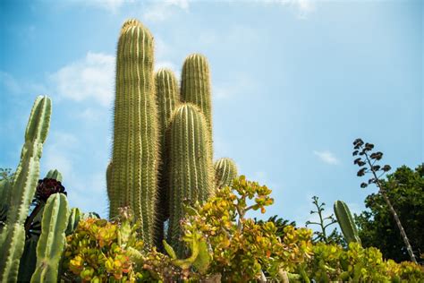 The Best Plants for Your Yard | Desert Landscape