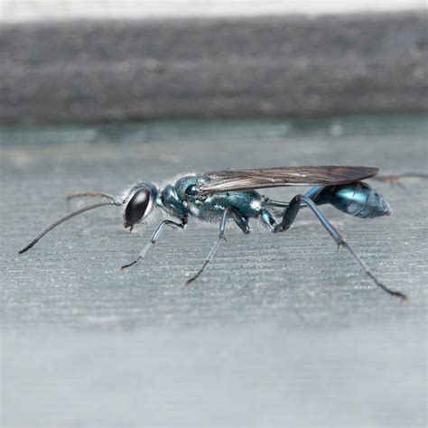 Mud Dauber Wasp