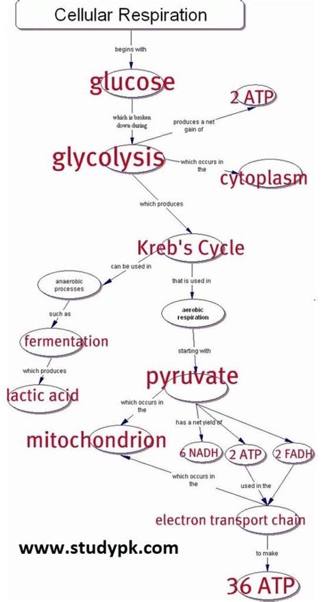 Glycolysis Flow Chart