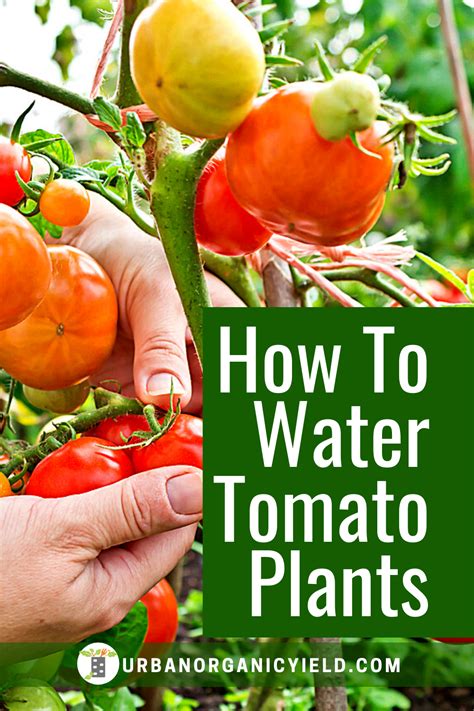 Guide On How To Water Tomato Plants Food Garden Growing Tomato