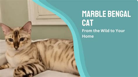 Explore Marble Bengal Cat | History, Personality & Much More