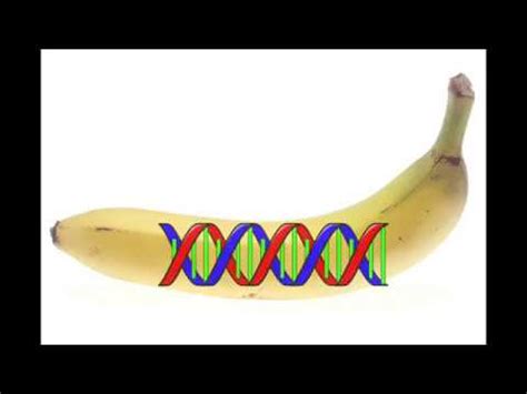 Banana Dna Extraction Kaitlyn S Ap Biology Site